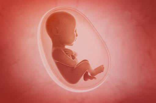 Fetal Medicine